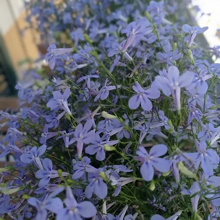 Casa Carlotta Dom wakacyjny *