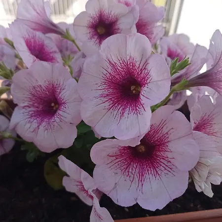 Casa Carlotta Dom wakacyjny Monopoli