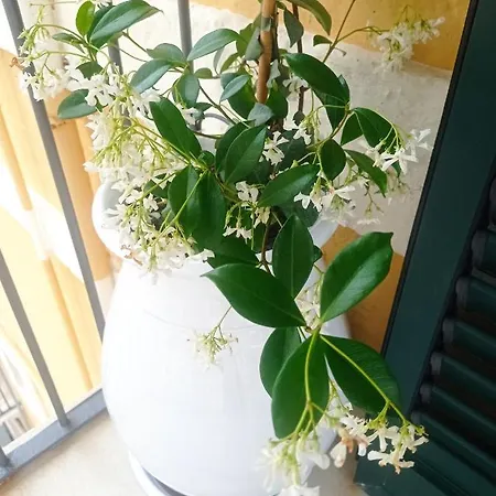 Dom wakacyjny Casa Carlotta